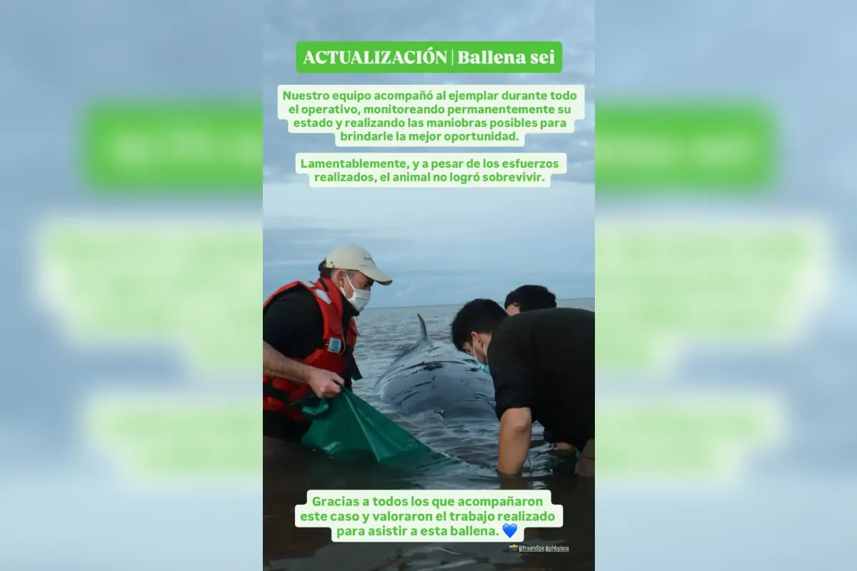 San Isidro: murió la ballena sei que había quedado varada en el Río de la Plata
